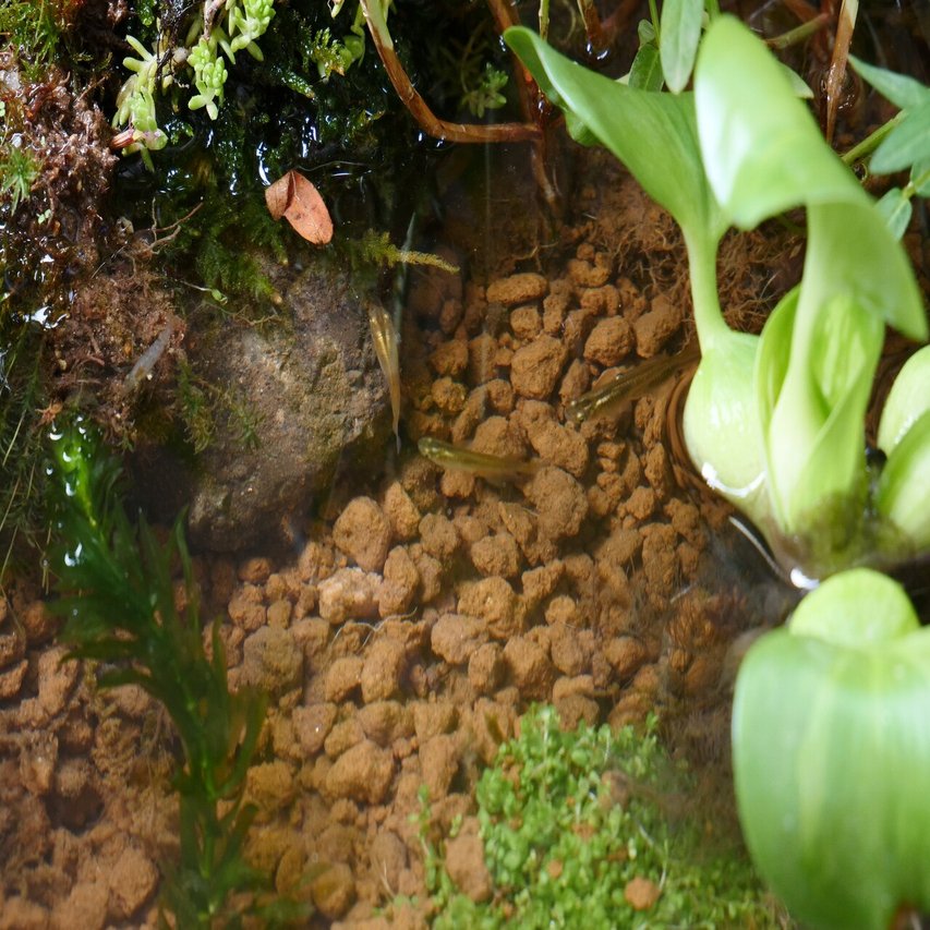 メダカのビオトープの飼育水は植物にかなり良いのでは という話 Voicy ワタナベ Note