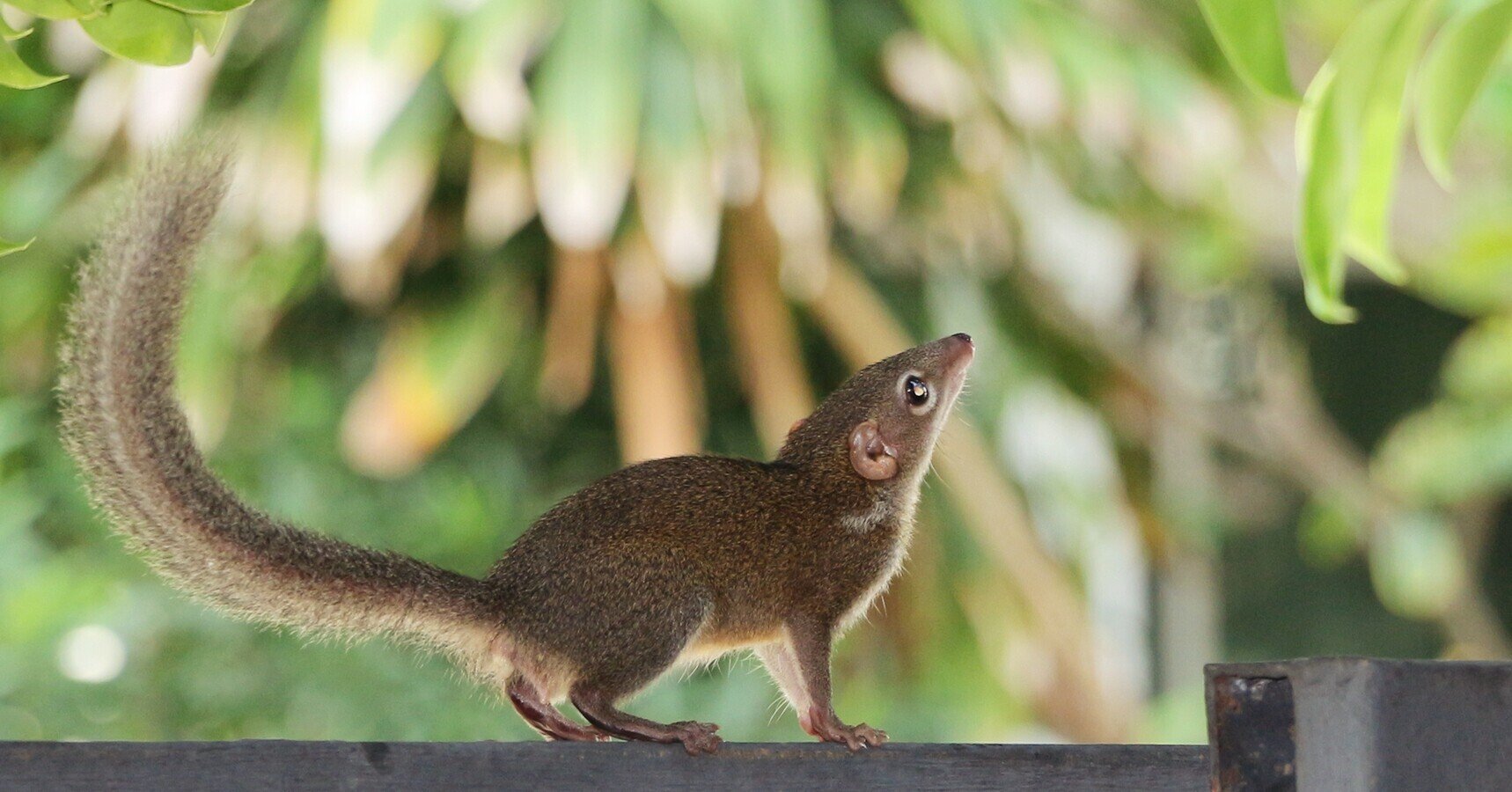 リス？ ネズミ？ 君の名は？｜はまきち@バンコク