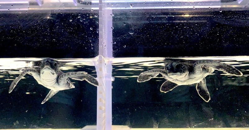 ヨコハマおもしろ水族館へインタビュー｜生後2日で海を渡ったアオウミガメの赤ちゃんたち