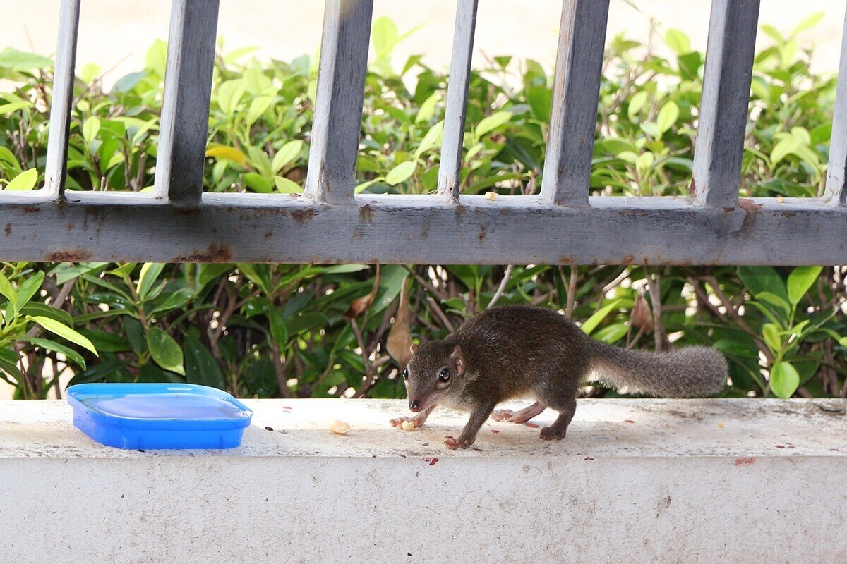 リス？ ネズミ？ 君の名は？｜はまきち@バンコク