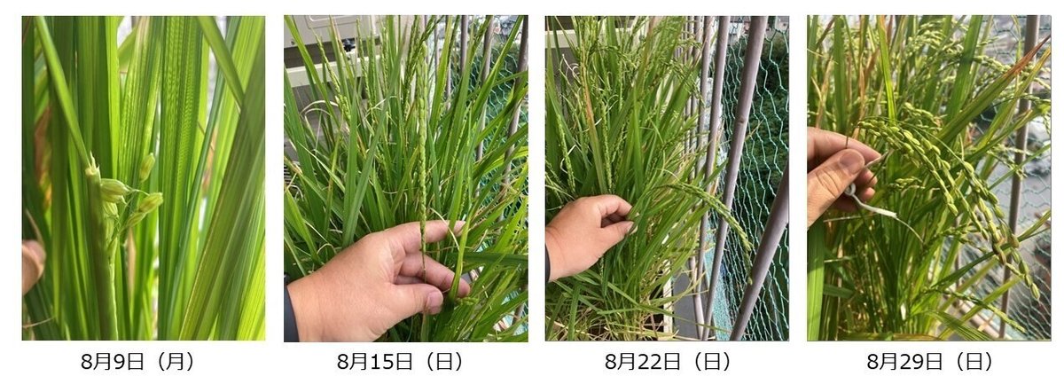 稲穂定点1-4