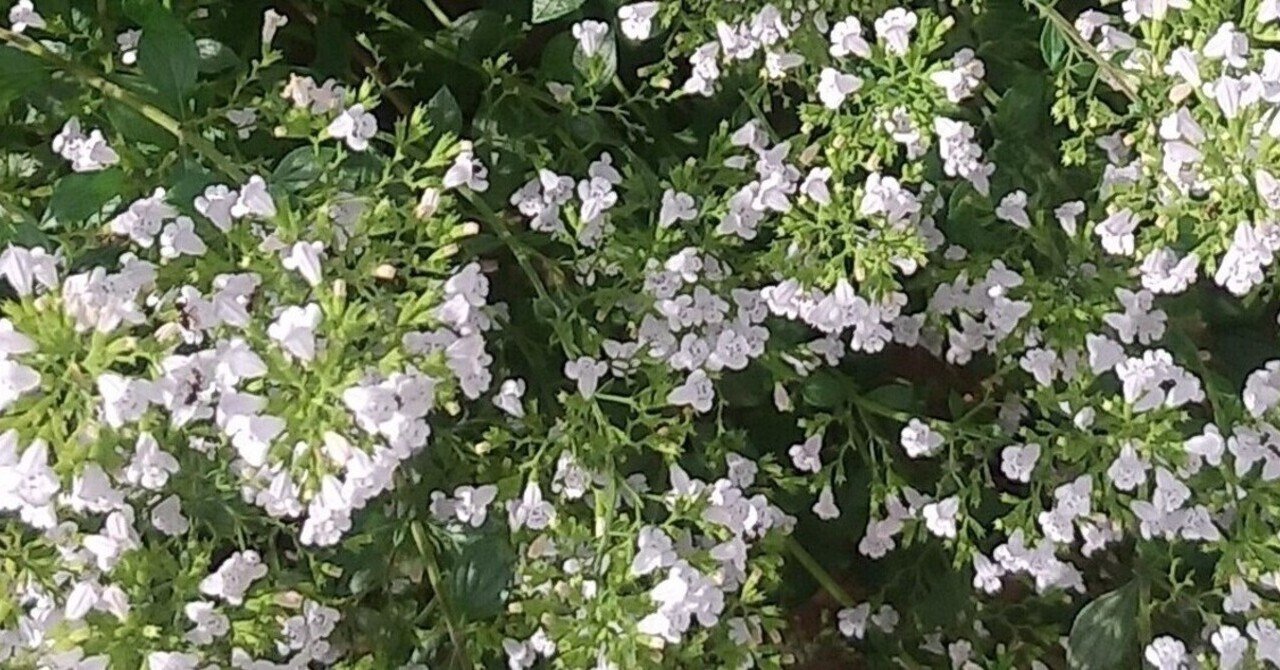 言葉は刃物 の新着タグ記事一覧 Note つくる つながる とどける