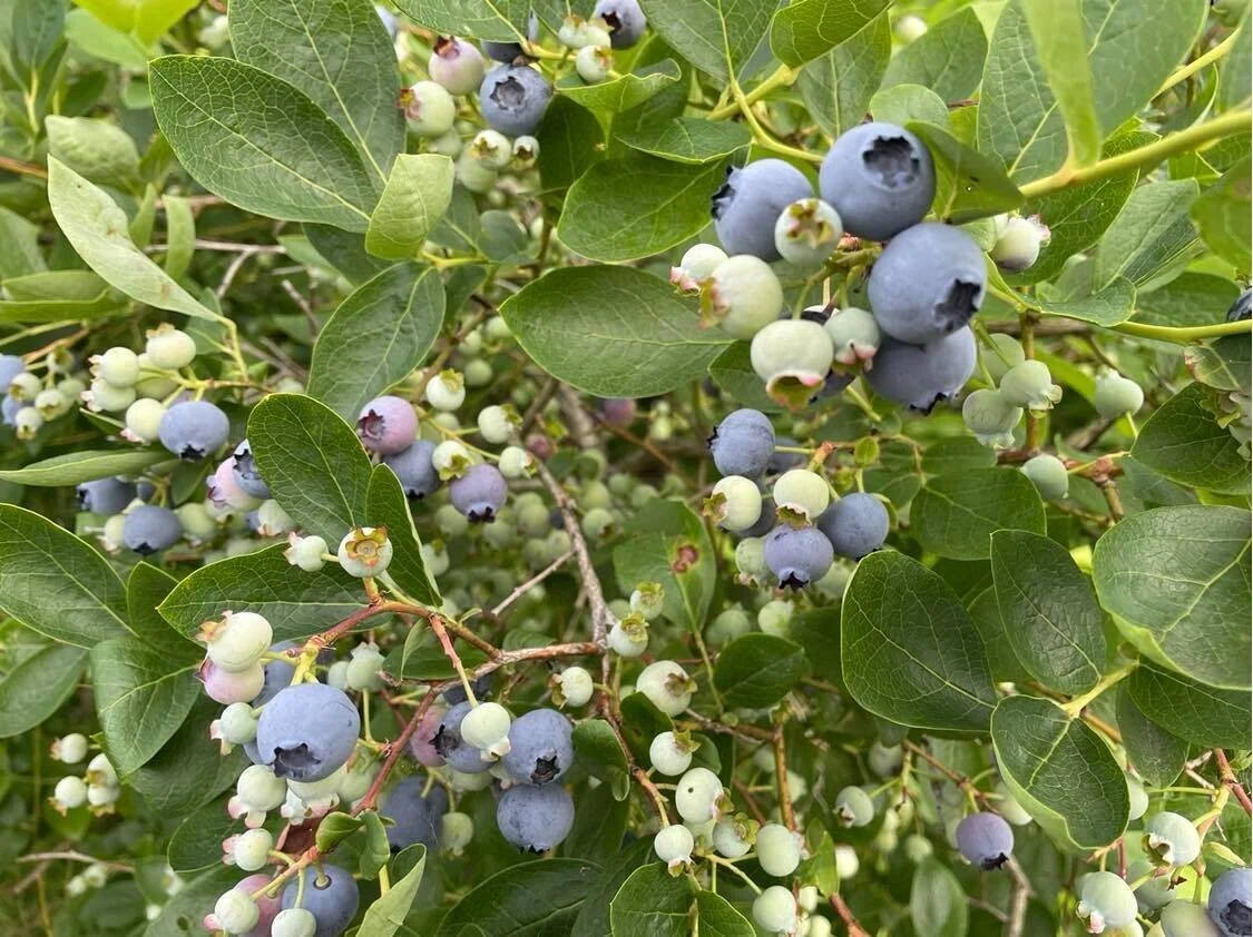 失敗しないブルーベリーの苗木の植え方：前編 農家が栽培のコツを
