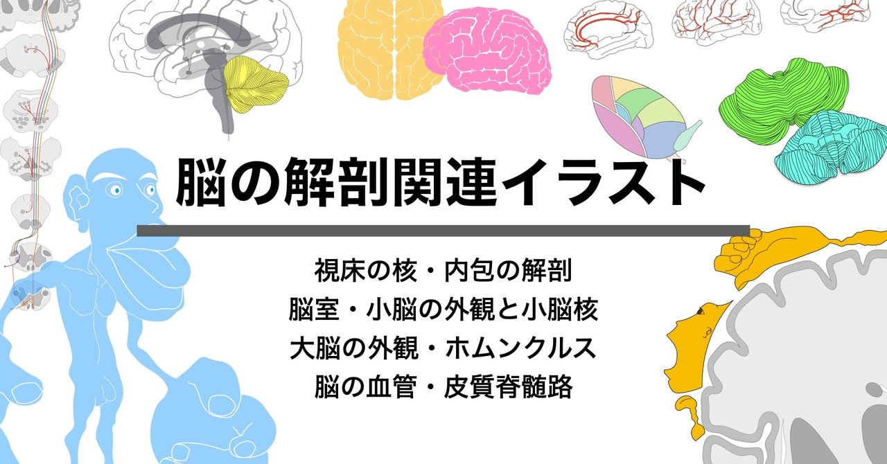 脳の解剖関連イラスト こまつようすけ 脳卒中の方とセラピストと一緒に成長する理学療法士 愛知 Note 脳の解剖関連イラスト こまつようすけ 脳卒中の方とセラピストと一緒に成長する理学療法士 愛知 Note