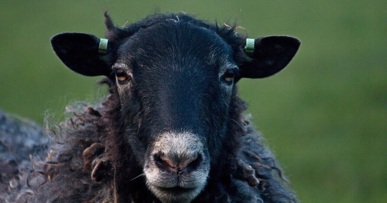 黒い羊の仮説｜orNot