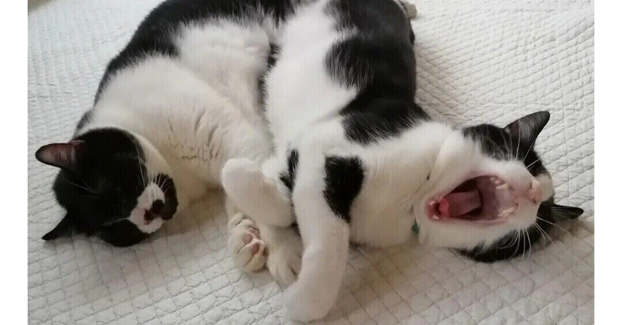 めんどくさがり言い換え長所 の新着タグ記事一覧 Note つくる つながる とどける めんどくさがり言い換え長所 の新着タグ記事一覧 Note つくる つながる とどける