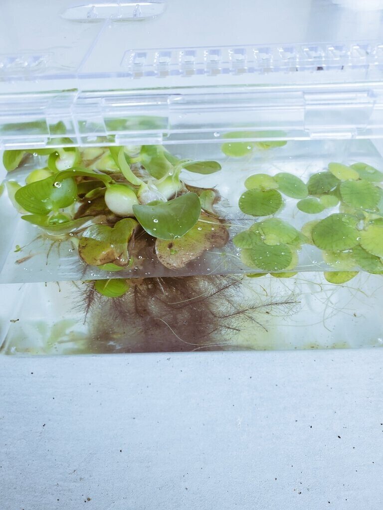 我が家のメダカ合計10匹 増やしていきたいな 最近飼い始めました 玄関に飾ります 魚飼うのは2年前に飼っていた うなぎ以来です 笑 メダカ 水槽 アクアリウム ホテイアオイ 魚 Yukawa メルカリ3 500評価 節約 毎日投稿 Note