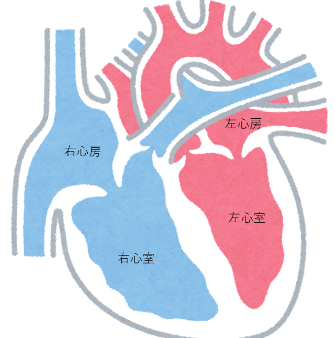 医学講座 心臓 解剖学 心臓の構造と血管の流れ すい 医学生 Note 医学講座 心臓 解剖学 心臓の構造と血管の流れ すい 医学生 Note