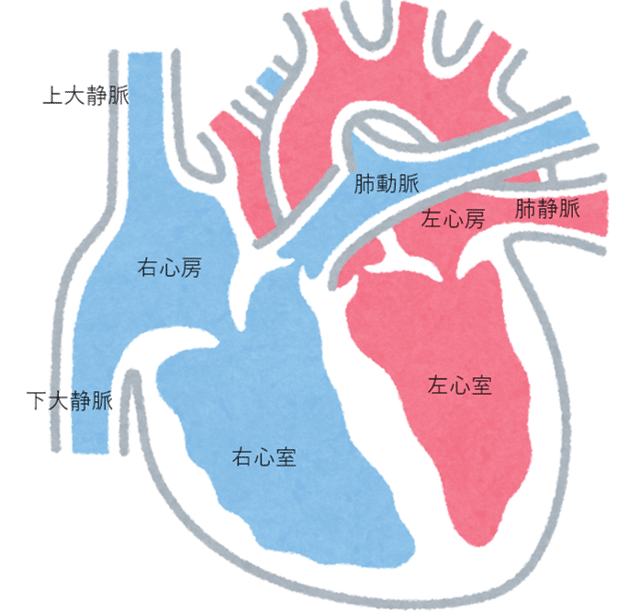 医学講座 心臓 解剖学 心臓の構造と血管の流れ すい 医学生 Note