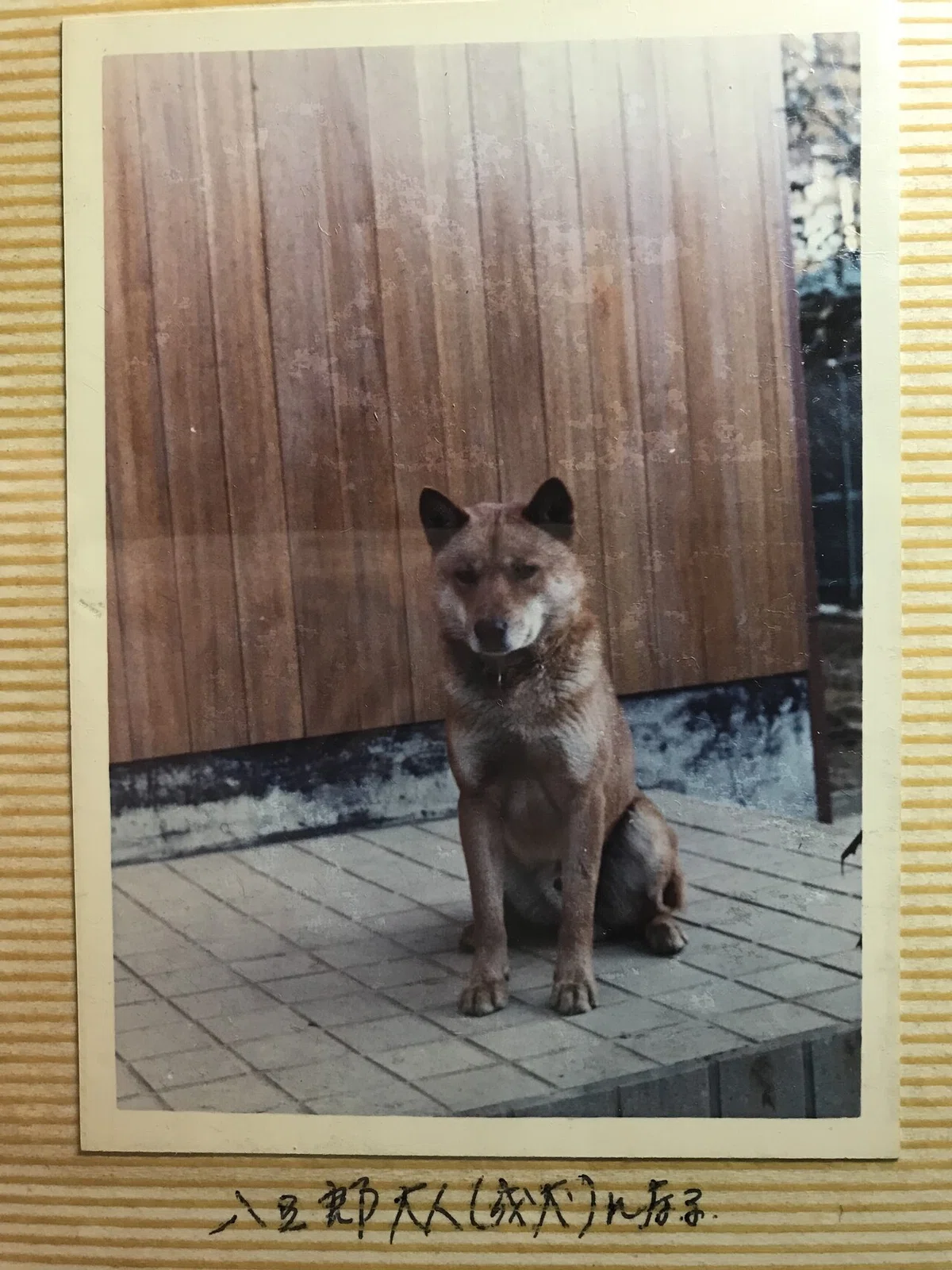 画像5