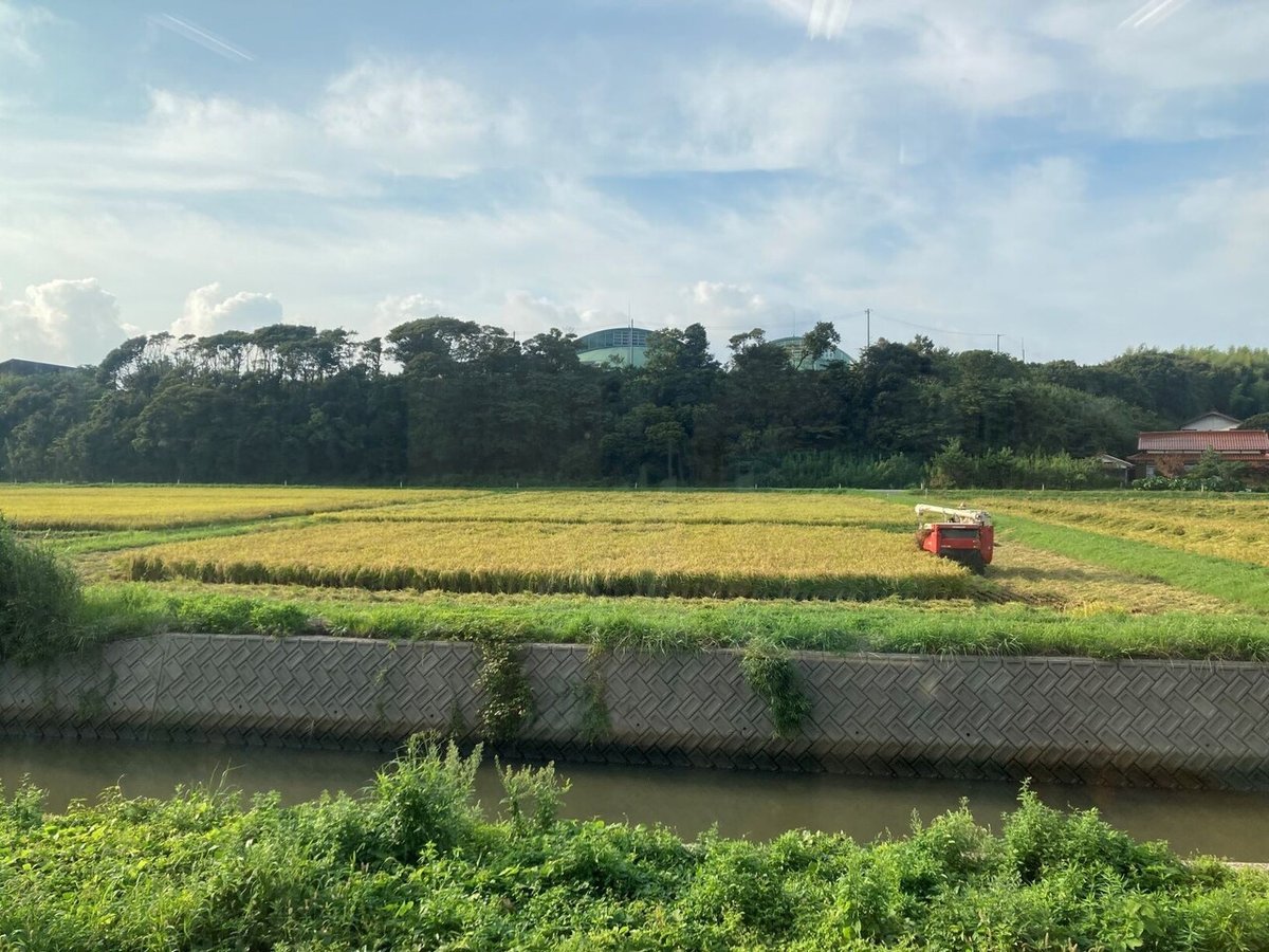 田んぼ刈り取り前