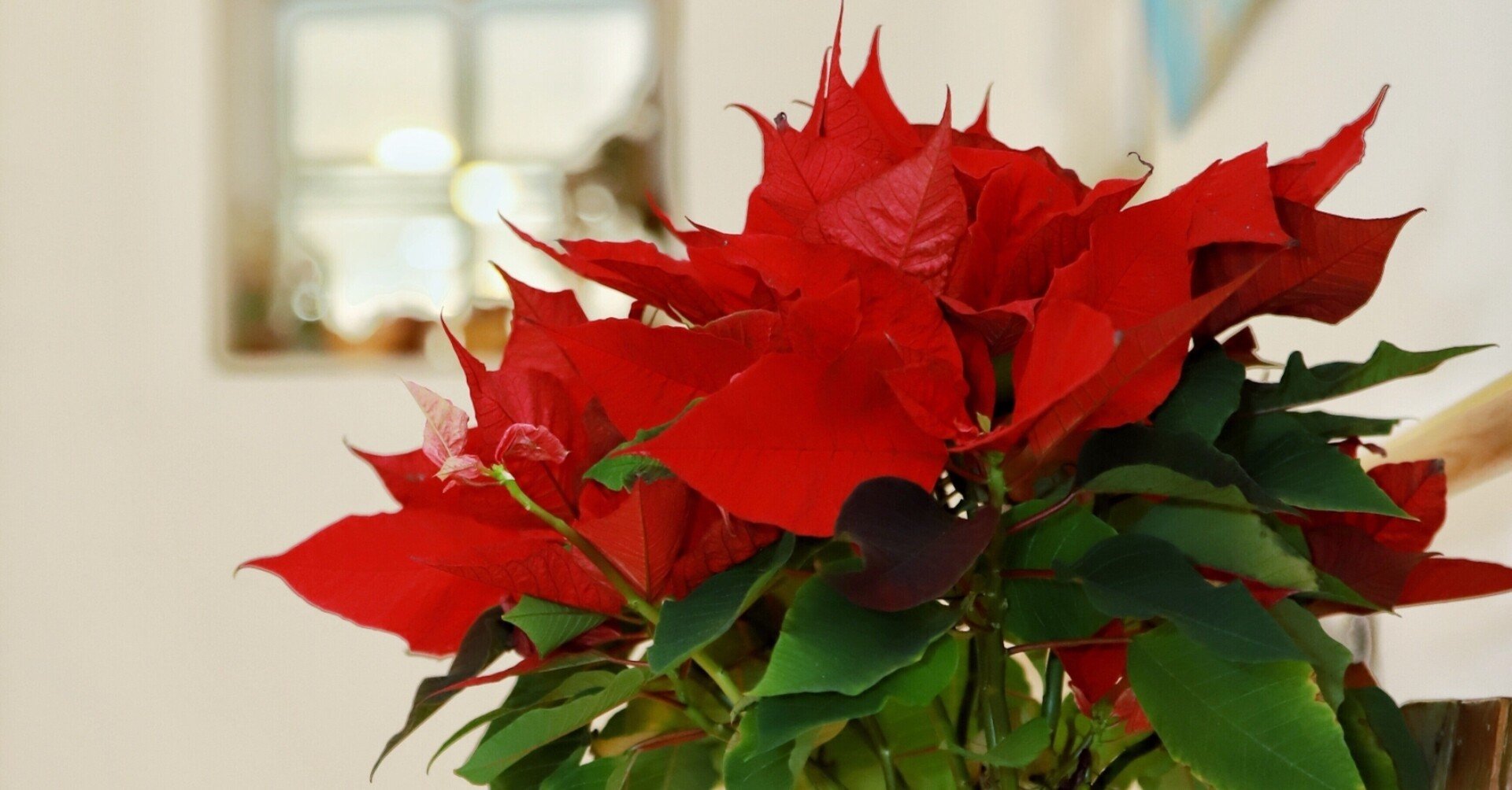 クリスマス　名古屋帯 ポインセチア 赤緑 クリスマス 名古屋帯 ポインセチア 赤緑 緑色になったポインセチアを