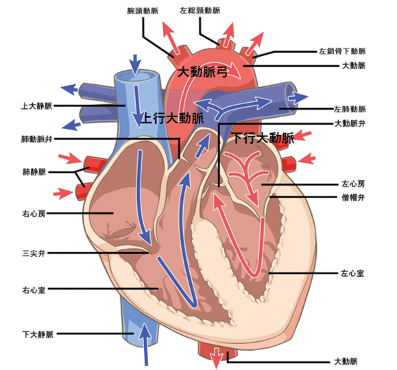 心臓断面図２