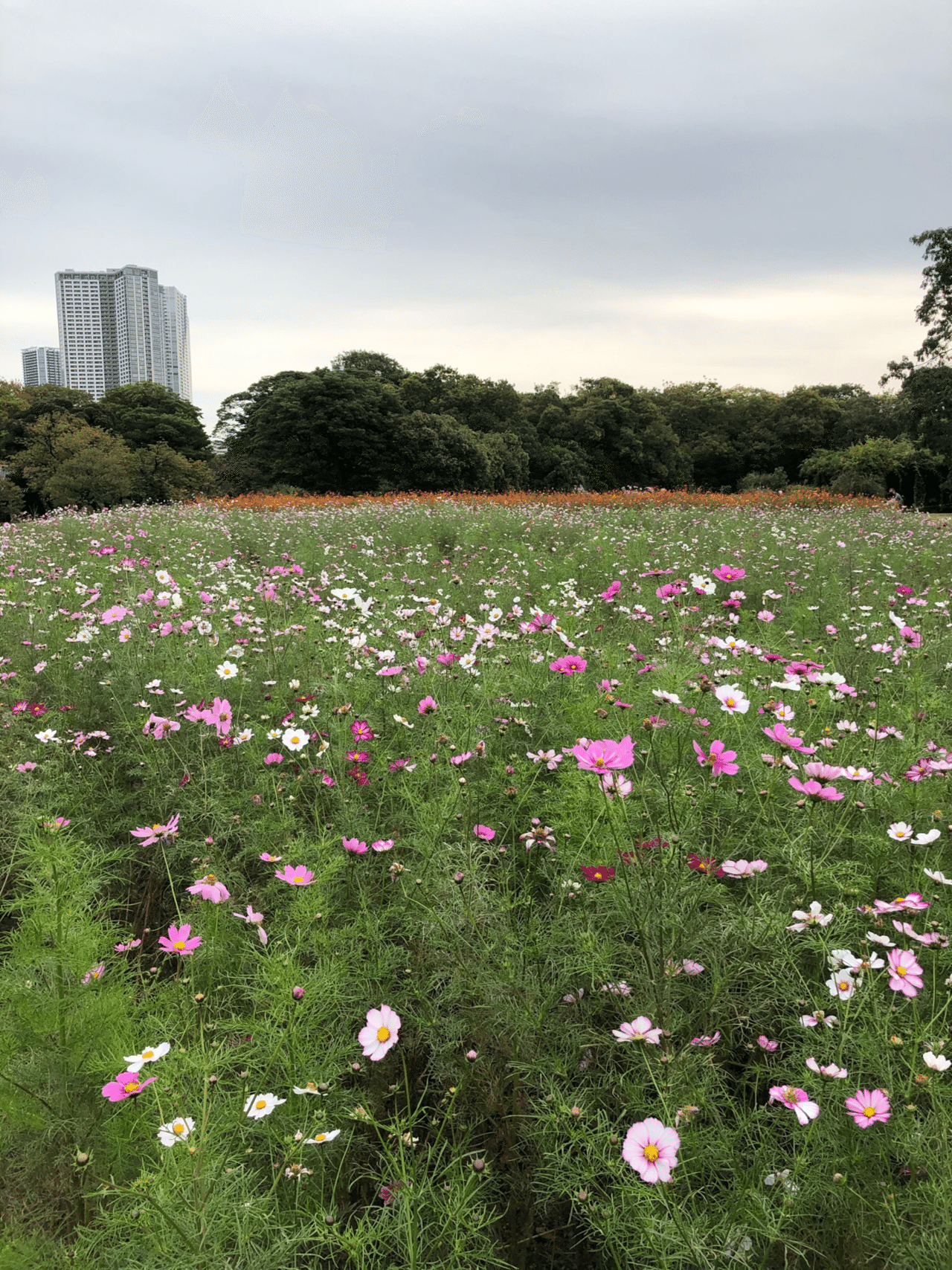 浜離宮のコスモス 写真 花 庭園 花咲 空輝 Note
