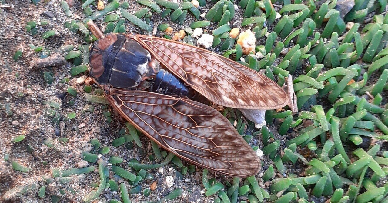 セミの死骸 の新着タグ記事一覧 Note つくる つながる とどける セミの死骸 の新着タグ記事一覧 Note つくる つながる とどける