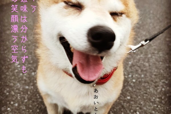 笑う犬 の新着タグ記事一覧 Note つくる つながる とどける 笑う犬 の新着タグ記事一覧 Note つくる つながる とどける