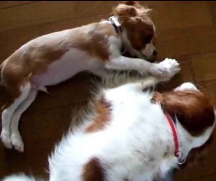 犬のなまえ かまちゃん Note 犬のなまえ かまちゃん Note