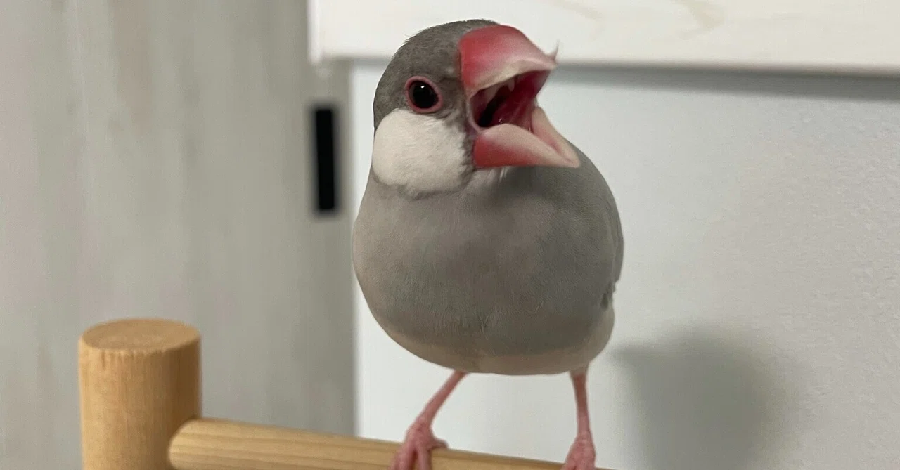 Living with Java Sparrows｜sarasa|幸せにこだわるライフコーチ