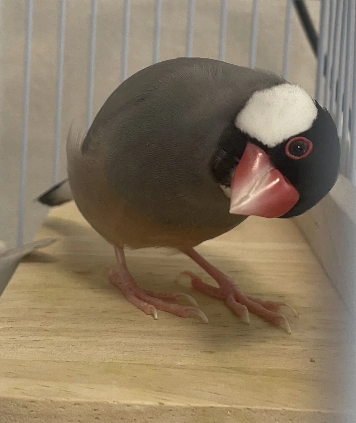 Living with Java Sparrows｜sarasa|幸せにこだわるライフコーチ