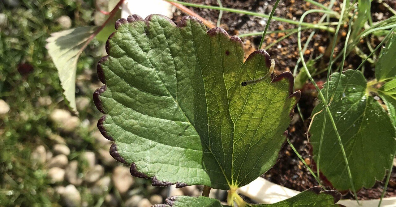 イチゴの葉のチップバーン マッキー Note イチゴの葉のチップバーン マッキー Note