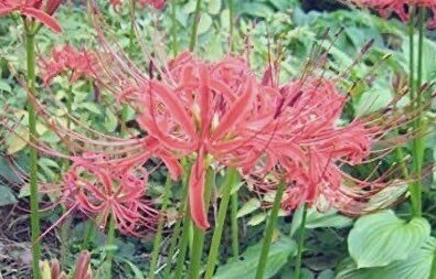 今日の花 9 ヒガンバナ 花言葉 悲しき思い出 あきらめ 独立 情熱 一つ一つの悲しみには意味がある 時には思いもよらない意味がある どんな悲しみであろうとそれはこのうえなく大切なもの 太陽が だー Note