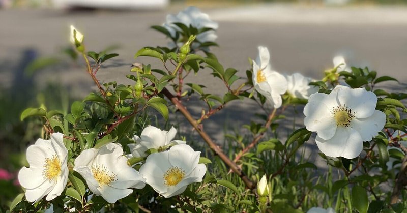 ガーデンプランナーが使っている植物図鑑 植栽に使える本５選 Haco Garden Design ガーデンプランナー 庭や植物のある暮らしの情報 Note