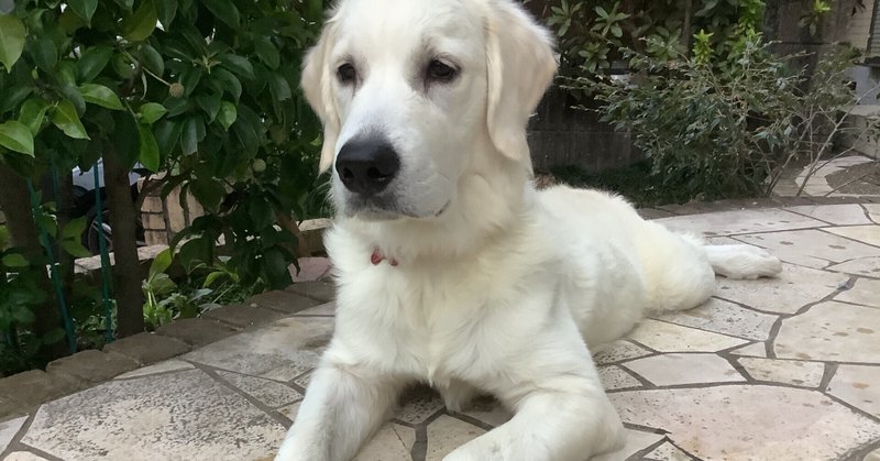 英国ゴールデンレトリバー の新着タグ記事一覧 Note つくる つながる とどける