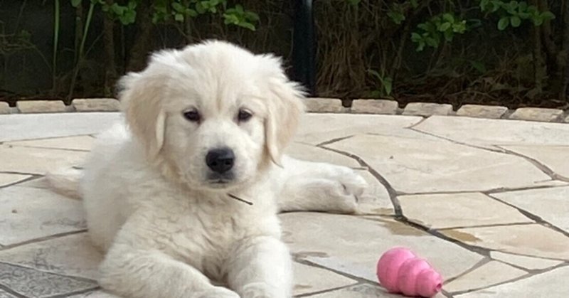 英国ゴールデンレトリバー ロアちゃんの成長日記 1 生後1ヶ月 生後5ヶ月 英国ゴールデンレトリバーロアちゃん Note 英国ゴールデンレトリバー ロアちゃんの成長日記 1 生後1ヶ月 生後5ヶ月 英国ゴールデンレトリバーロアちゃん Note