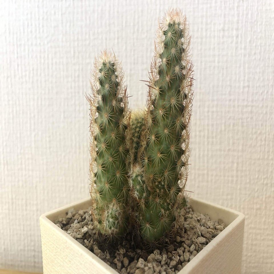 備忘録 植物事情 21 9 馬味 Note