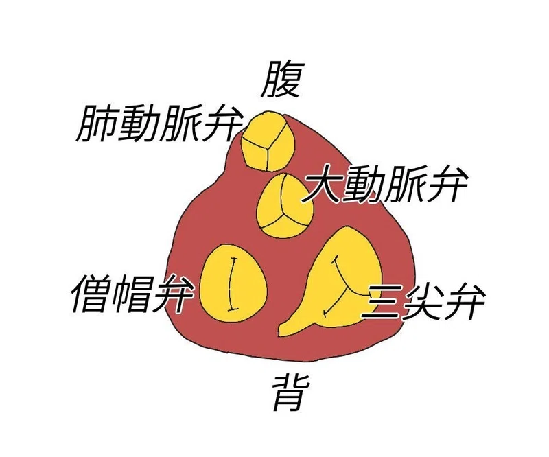 心臓 解剖学まとめノート②(心臓弁)|すい@医学生