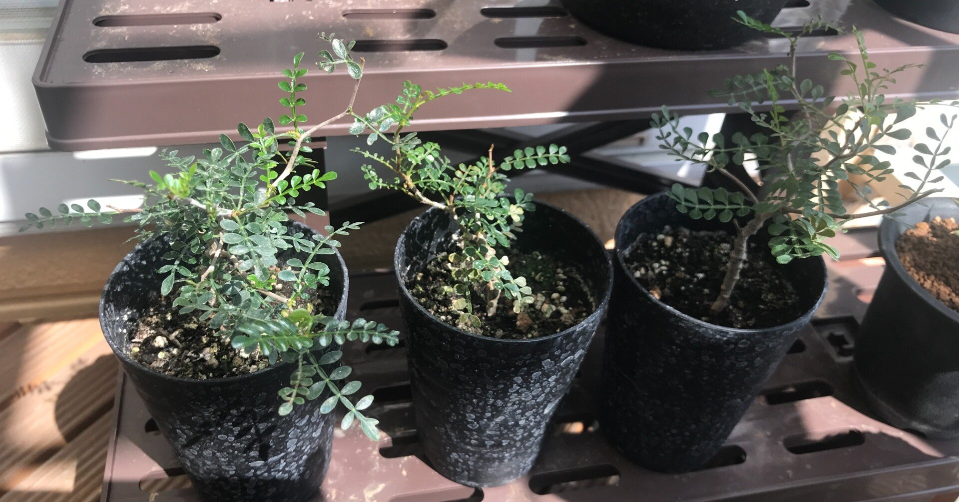 やらかしたパキプスが悔しいので一気に入札してみた♪｜よっこい