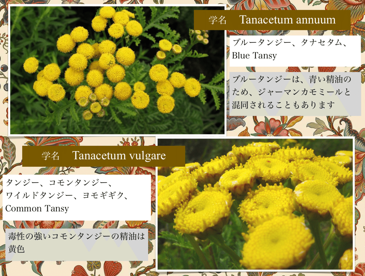 中世では使われてた 危険性の高いコモンタンジー 𝕳𝖎𝖑𝖉𝖊𝖌𝖆𝖗𝖙𝖊𝖓 𝕹𝖔𝖙𝖊 𓍯中世の修道院の薬草園を身近に作る 感じる𓍯ヒルデガルテン 聖ヒルデガルトの薬草園 Note 中世では使われてた 危険性の高いコモンタンジー 𝕳𝖎𝖑𝖉𝖊𝖌𝖆𝖗𝖙𝖊𝖓 𝕹𝖔𝖙𝖊 𓍯中世の修道院の薬草園を身近に作る 感じる𓍯ヒルデガルテン 聖ヒルデガルトの薬草園 Note