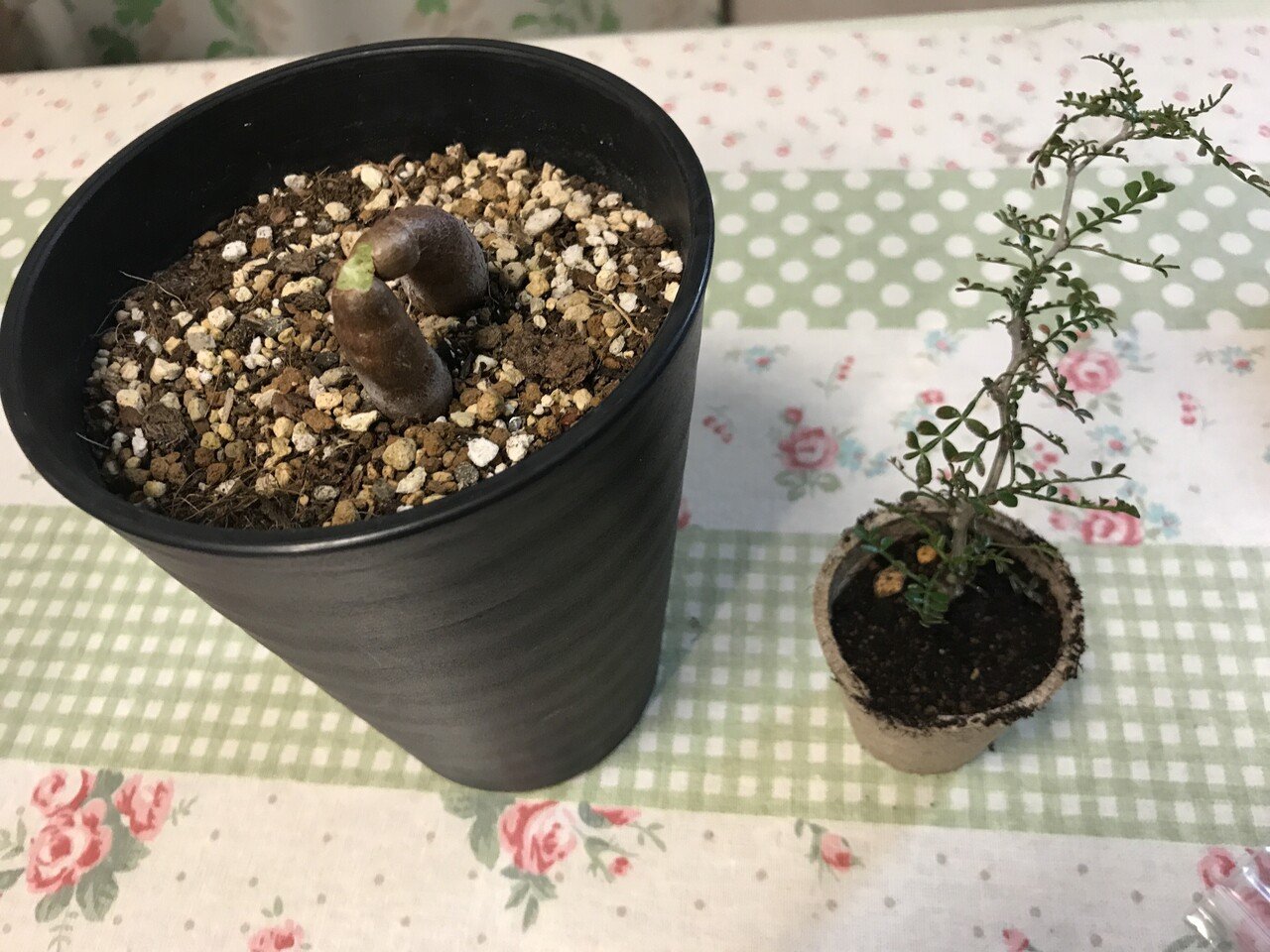 やらかしたパキプスが悔しいので一気に入札してみた♪｜よっこい