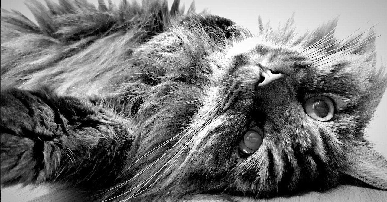 スナッピーピューレ」の新着タグ記事一覧｜note u2015u2015つくる、つながる 