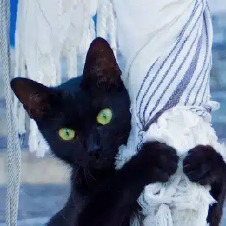 たびねこ