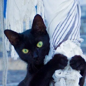 たびねこ
