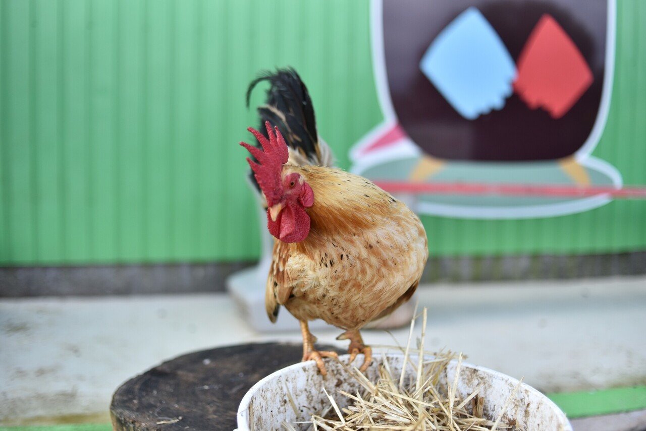 3歩で忘れる 鶏にまつわるあの噂の真相は？｜日本一鶏肉研究所