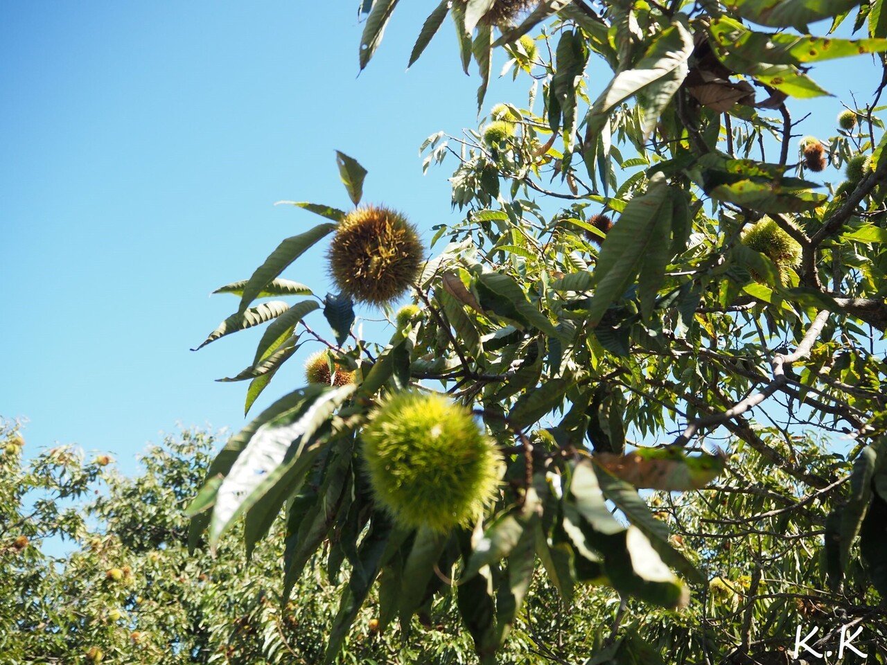 実りの秋 季節の植物 K K Note