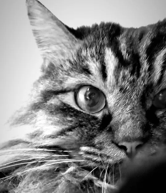 暴れて薬を飲まない猫に最適な投薬用おやつとは!? 投薬補助で試した5
