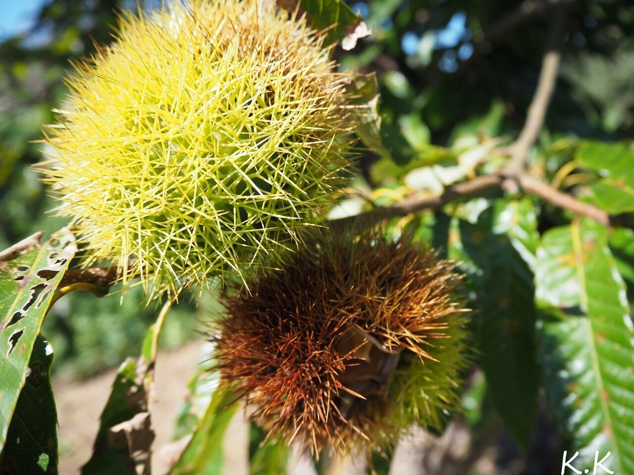 実りの秋 季節の植物 K K Note