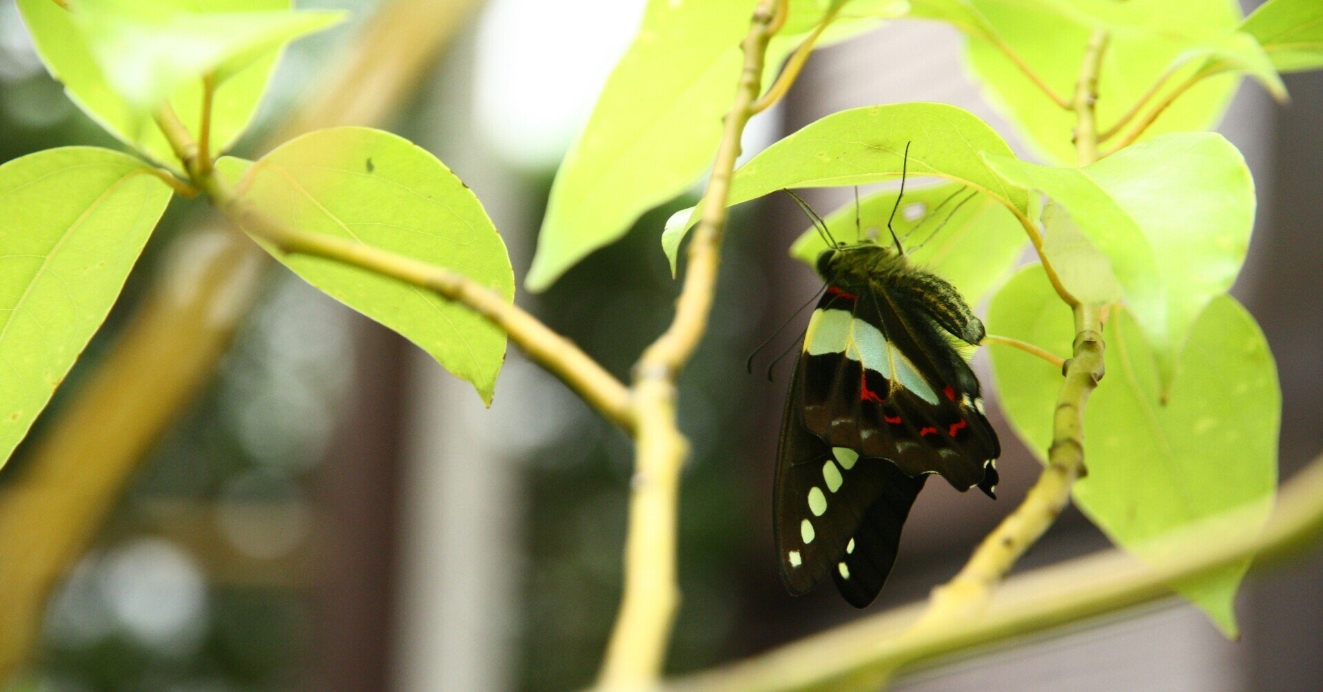 クスノキとアオスジアゲハ うりぼう Note クスノキとアオスジアゲハ うりぼう Note