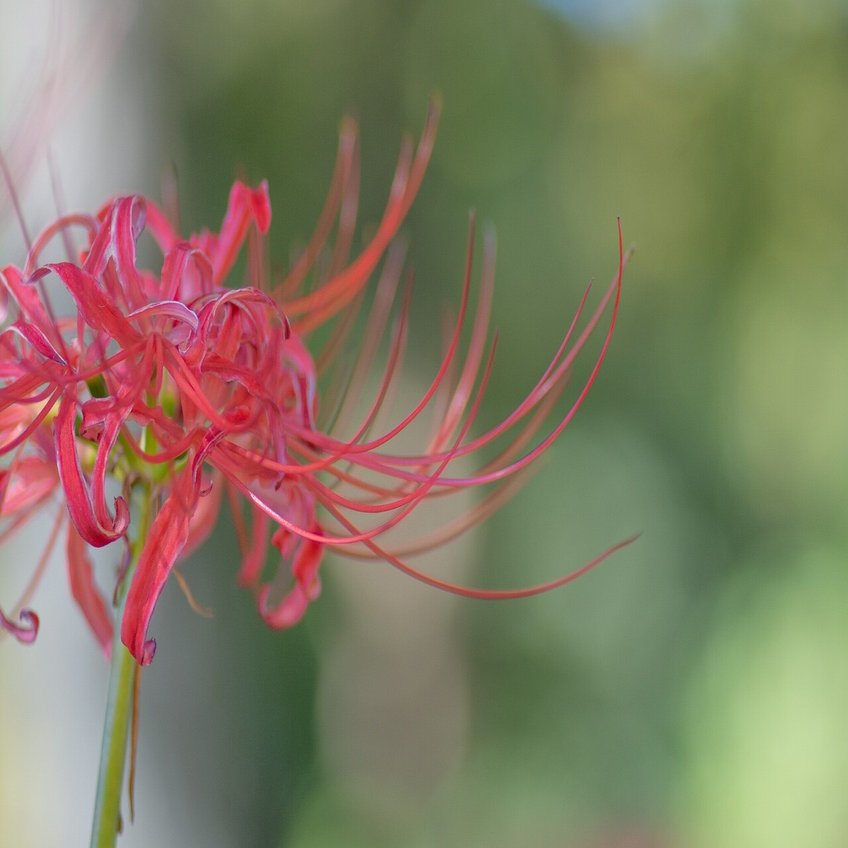 千葉県松戸市 祖光院の彼岸花 Poyaru Note