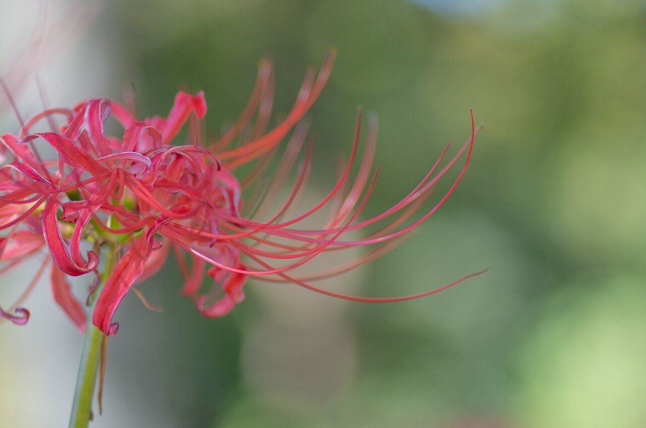 千葉県松戸市 祖光院の彼岸花 Poyaru Note 千葉県松戸市 祖光院の彼岸花 Poyaru Note