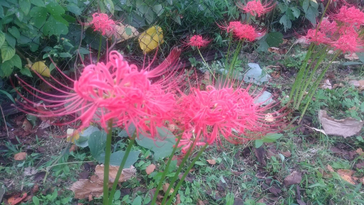 画像7