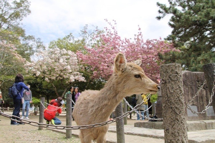 ナラノヤエザクラっていうのは奈良の八重桜という一般的な話ではなく、ナラノヤエザクラという品種があるんだよ。