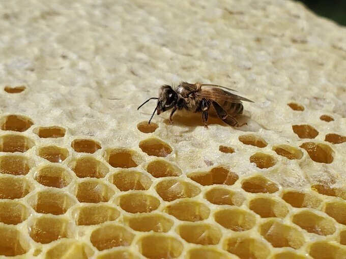 巣蜜とミツバチ