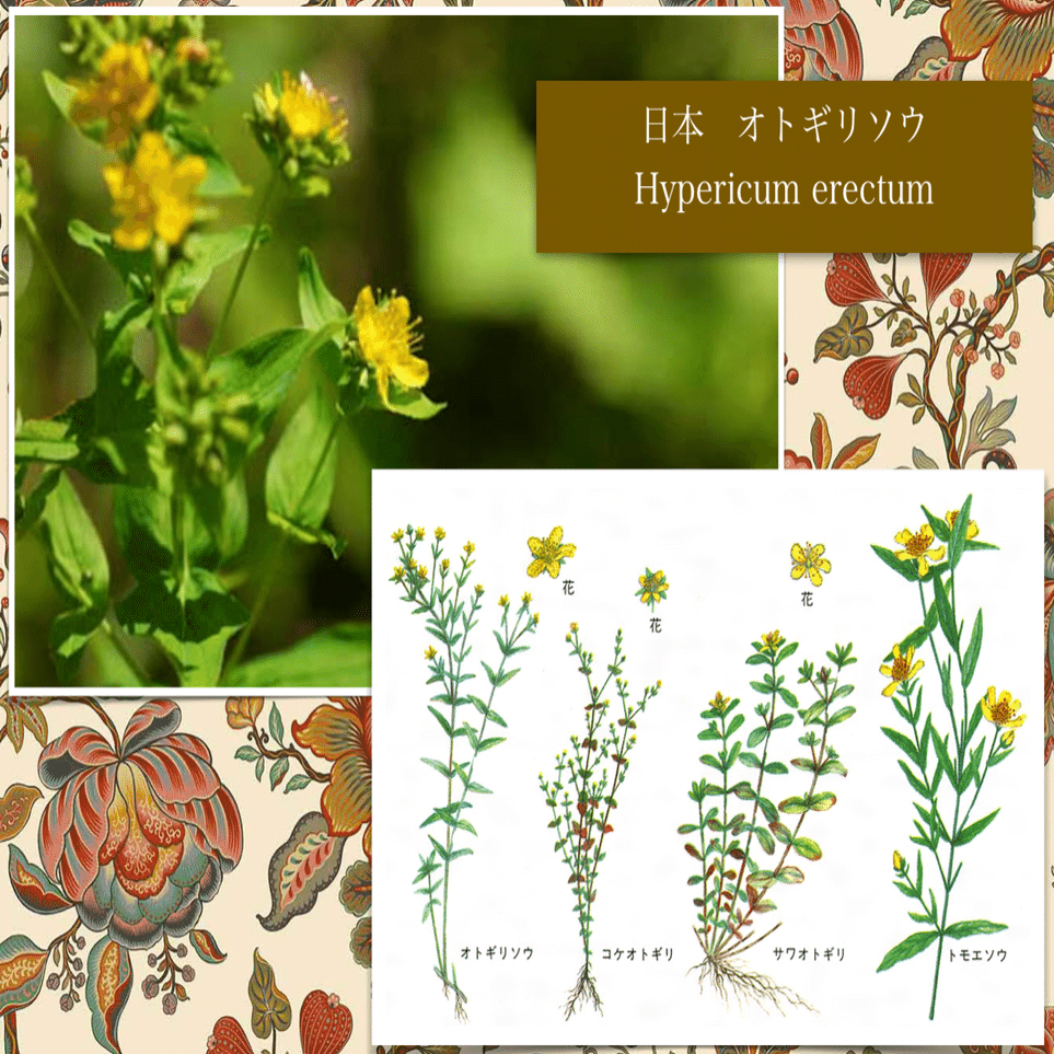 日本の在来のオトギリソウと西洋のオトギリソウは一緒なのでしょうか 𝕳𝖎𝖑𝖉𝖊𝖌𝖆𝖗𝖙𝖊𝖓 𝕹𝖔𝖙𝖊 𓍯中世の修道院の薬草園を身近に作る 感じる𓍯ヒルデガルテン 聖ヒルデガルトの薬草園 Note