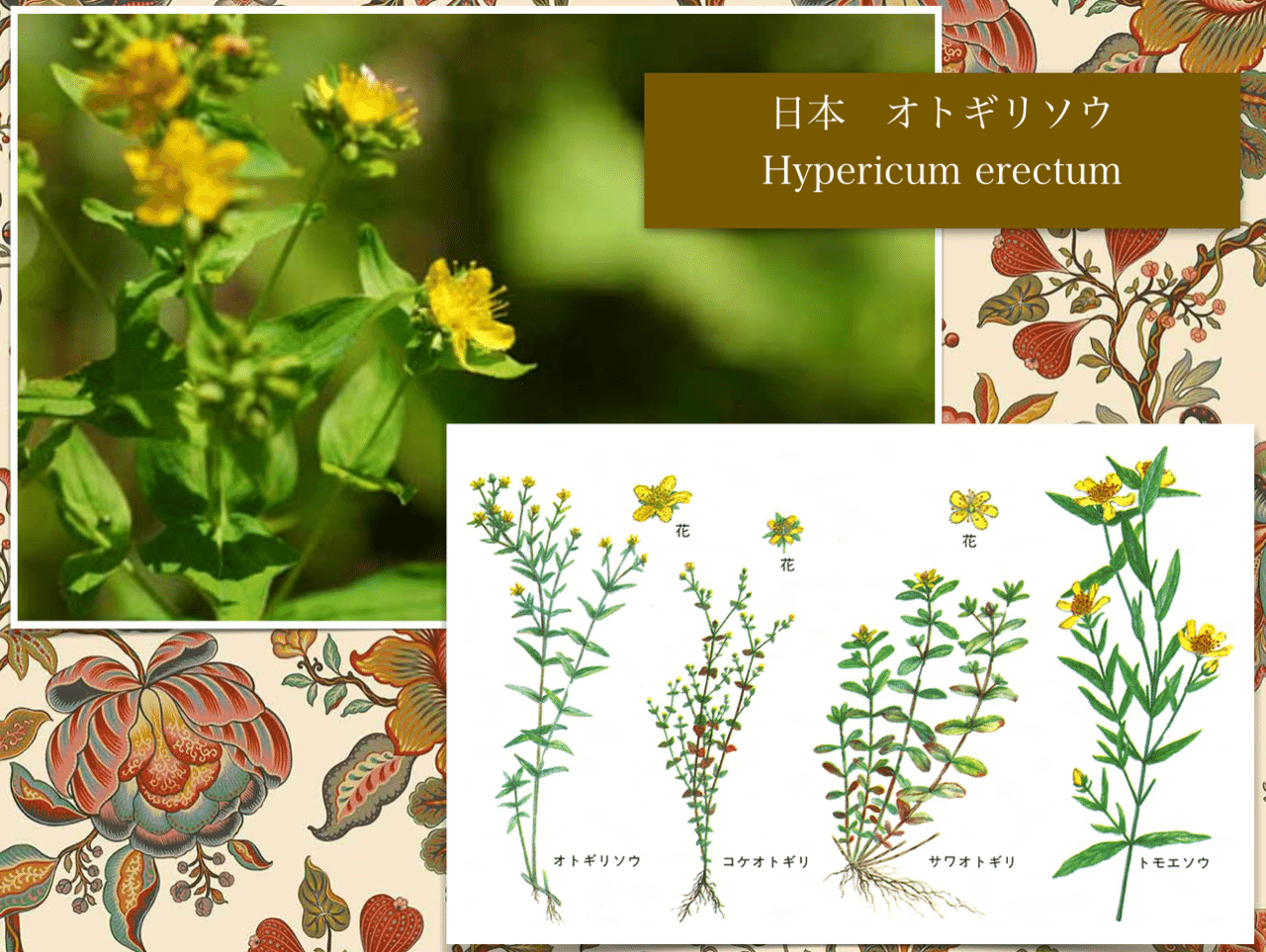 日本の在来のオトギリソウと西洋のオトギリソウは一緒なのでしょうか 𝕳𝖎𝖑𝖉𝖊𝖌𝖆𝖗𝖙𝖊𝖓 𝕹𝖔𝖙𝖊 𓍯中世の修道院の薬草園を身近に作る 感じる𓍯ヒルデガルテン 聖ヒルデガルトの薬草園 Note 日本の在来のオトギリソウと西洋のオトギリソウは一緒なのでしょうか 𝕳𝖎𝖑𝖉𝖊𝖌𝖆𝖗𝖙𝖊𝖓 𝕹𝖔𝖙𝖊 𓍯中世の修道院の薬草園を身近に作る 感じる𓍯ヒルデガルテン 聖ヒルデガルトの薬草園 Note