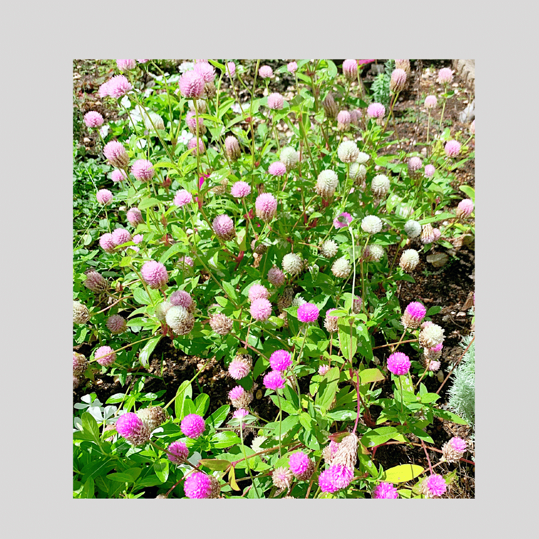 レモンバームティー かぼちゃ収穫 千日草photo Rintsu Note レモンバームティー かぼちゃ収穫 千日草photo Rintsu Note
