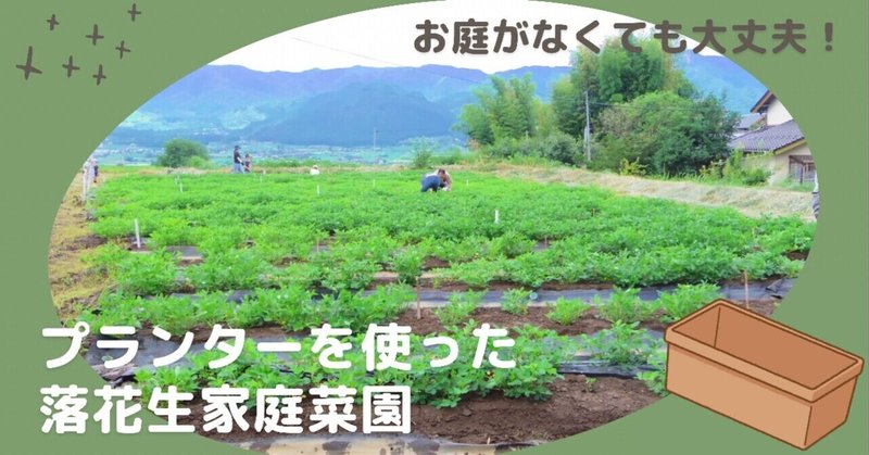 プランターを使った落花生の育て方🌱